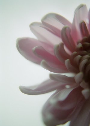 Close-up studio shot of a pink chrysanthemum flower featuring delicate petals and soft, diffused lighting against a pale, neutral background.