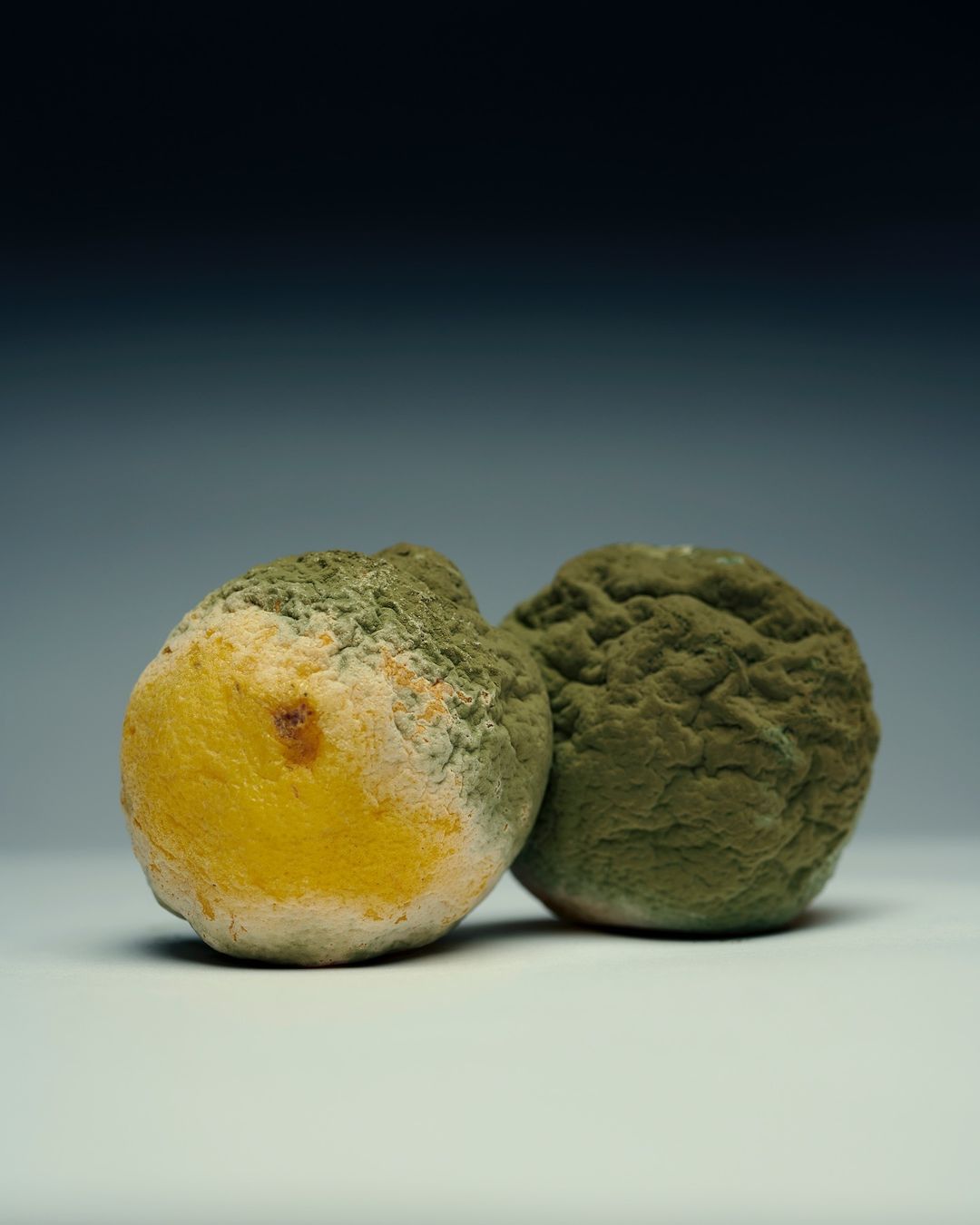 Close-up of two moldy lemons against a dark gradient background, showing decay and texture, suitable for conceptual food themes.