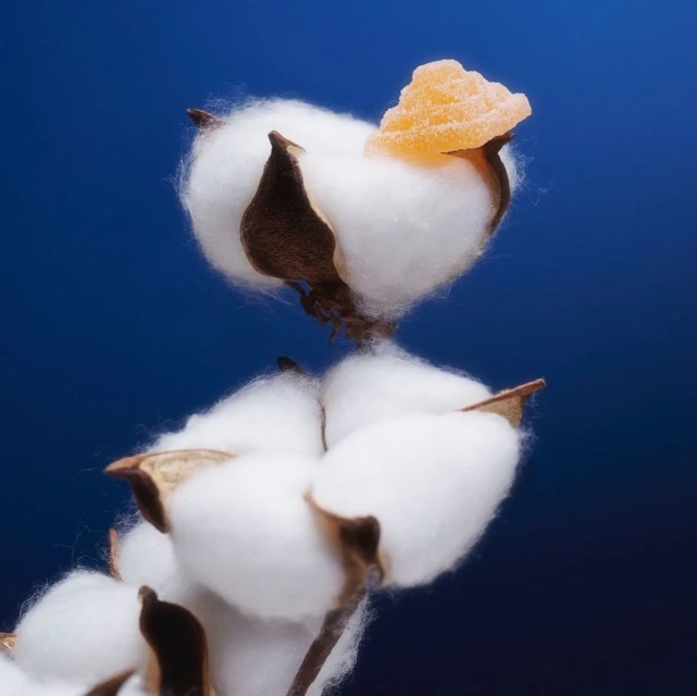 Macro shot of a cotton boll with a piece of candied ginger on top against a gradient blue background, showcasing texture and simplicity.
