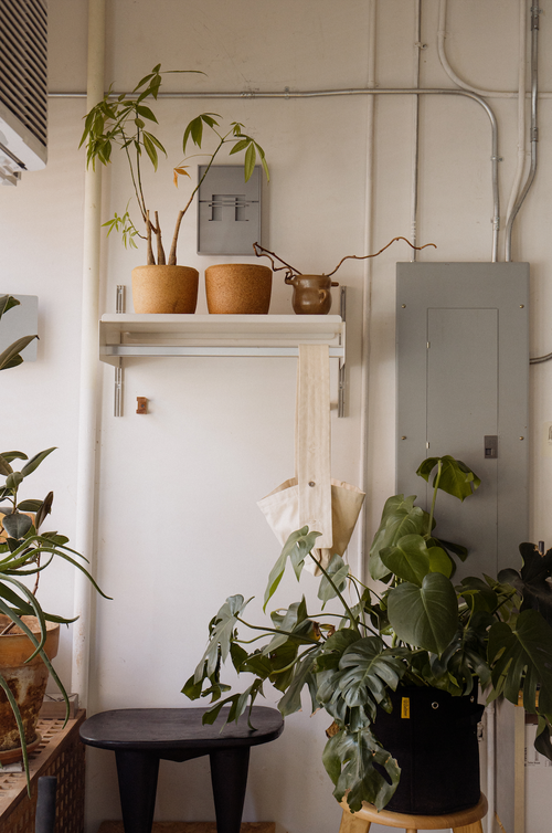 Indoor shot featuring various potted plants on shelves and stands against a white wall, with natural light illuminating the scene.