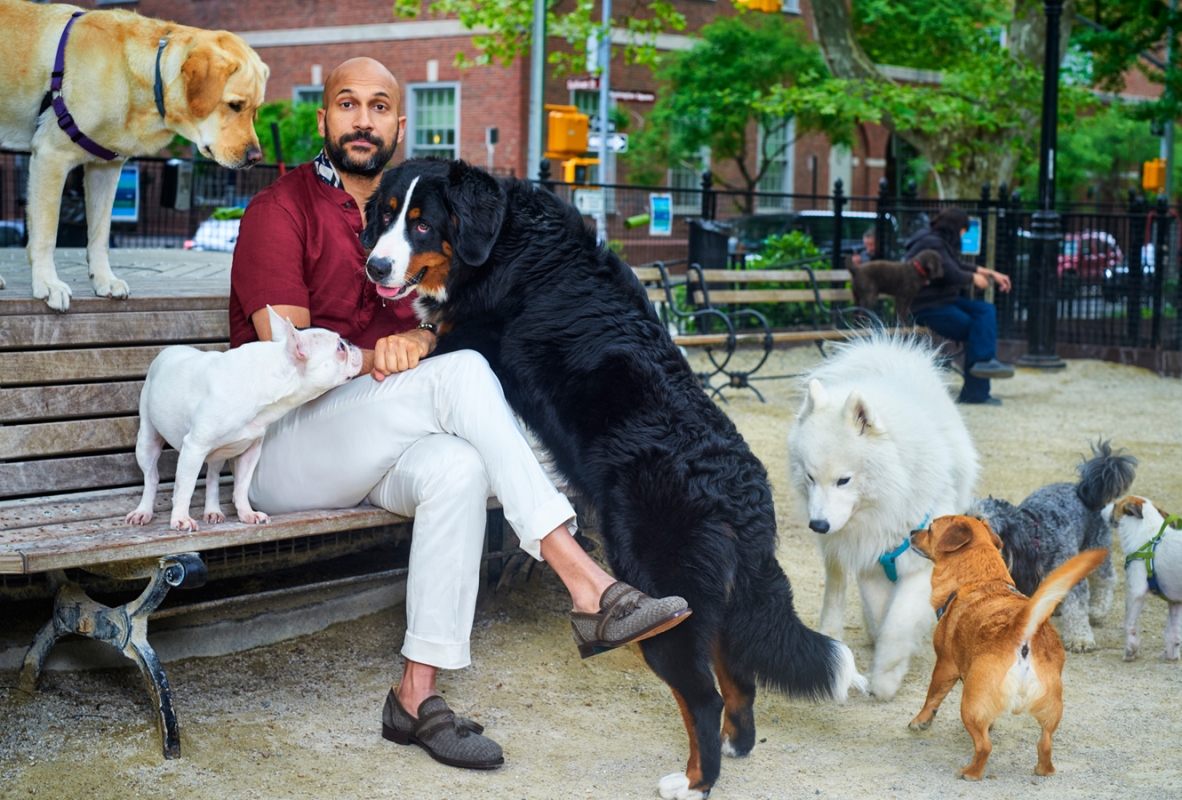 Man sits on a park bench surrounded by a group of playful dogs, including a Bernese Mountain Dog, in an urban green space.