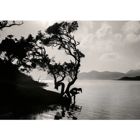 Silhouette of a person bending by a twisted tree near a calm body of water under a bright sky
