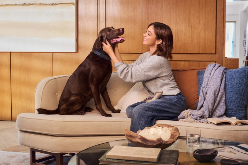 Woman petting a brown Labrador Retriever sitting on a cream sofa in a living room with a wooden panel wall and modern art.