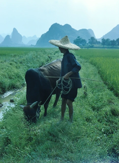 Person in a straw hat guides an ox through a lush, green field of rice paddies with misty mountains visible in the distance on an overcast day.