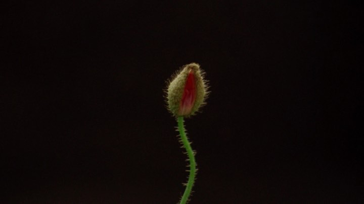 Close-up of a poppy bud with a fuzzy green exterior and a glimpse of red petals, set against a dark, stark black background.