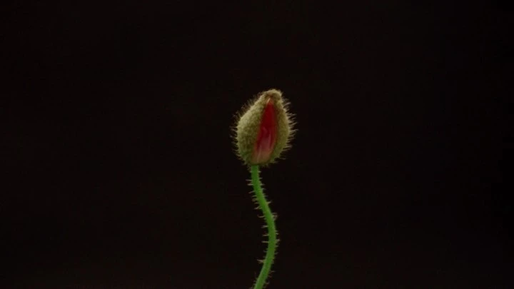 Close-up of a poppy bud with a fuzzy green exterior and a glimpse of red petals, set against a dark, stark black background.