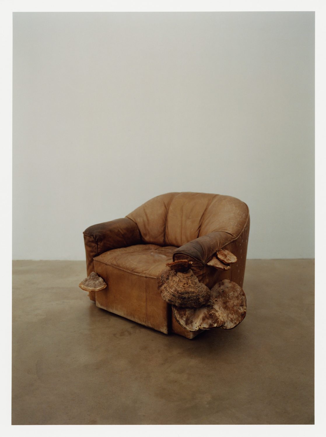 Studio shot of a brown armchair with large shelf fungus attached in a minimalist setting with a neutral wall and floor.