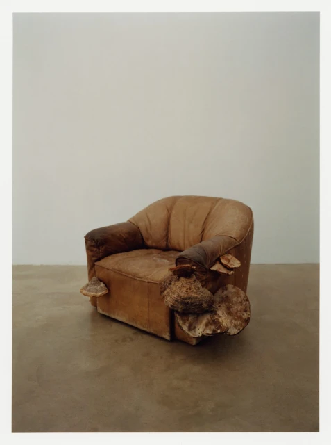 Studio shot of a brown armchair with large shelf fungus attached in a minimalist setting with a neutral wall and floor.