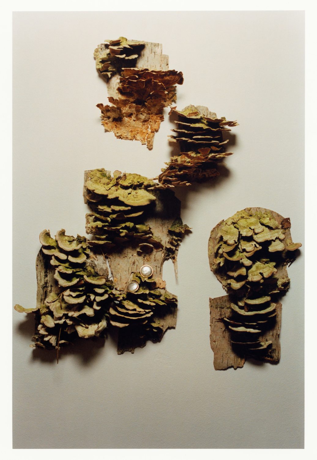 Fungus on bark composition, featuring a variety of shelf fungi attached to pieces of tree bark, arranged against a light background.