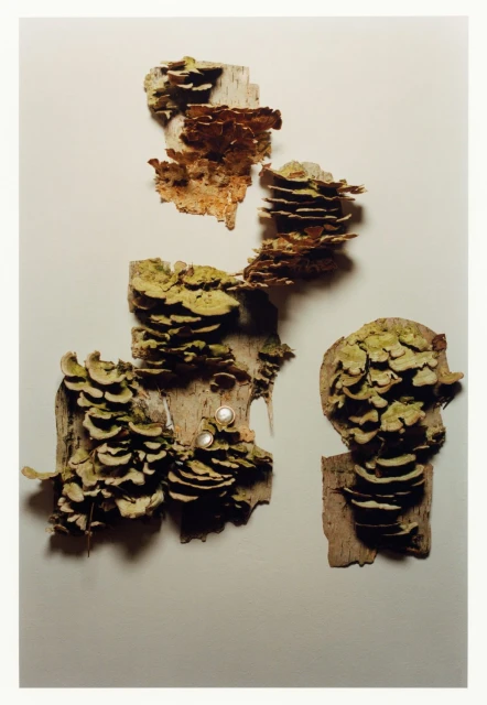 Fungus on bark composition, featuring a variety of shelf fungi attached to pieces of tree bark, arranged against a light background.