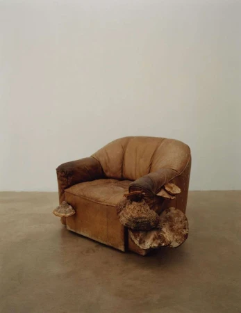 An armchair is covered with fungus, set against a neutral backdrop. The organic growth contrasts with the furniture's aged, upholstered design.