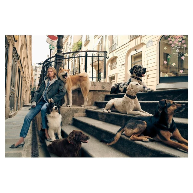 Woman sitting on steps with group of dogs in an urban setting. Dog breeds include Akita, Great Dane, and a variety of mixed breed dogs.