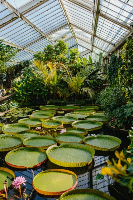 Lush greenhouse interior featuring Victoria water lilies in a pond, surrounded by tropical plants, viewed through a glass roof structure.