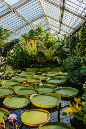 Lush greenhouse interior featuring Victoria water lilies in a pond, surrounded by tropical plants, viewed through a glass roof structure.