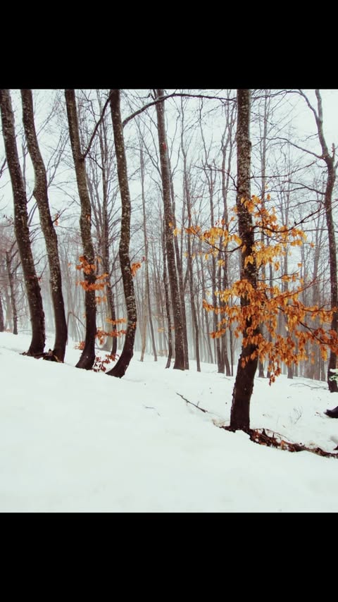 Snowy forest scene features tall trees with bare branches and a dusting of orange leaves, capturing a winter landscape.