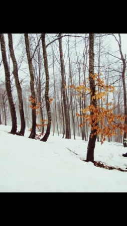 Snowy forest scene features tall trees with bare branches and a dusting of orange leaves, capturing a winter landscape.
