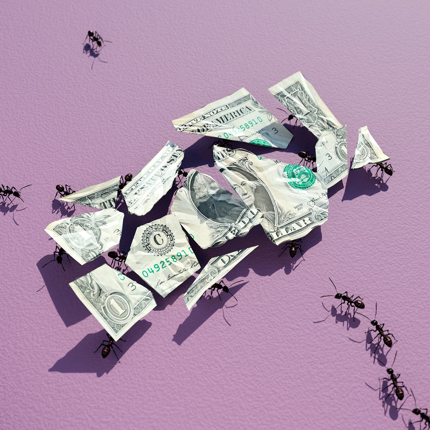 Ants carrying pieces of a torn one-dollar bill across a light purple surface in an eye-level close-up shot with soft, even lighting.