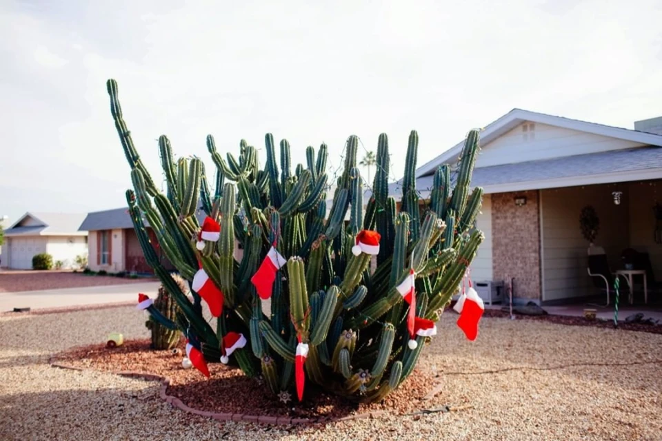 A saguaro cactus in a yard decorated with Santa hats and red and white stockings, with houses visible in the background on a sunny day.