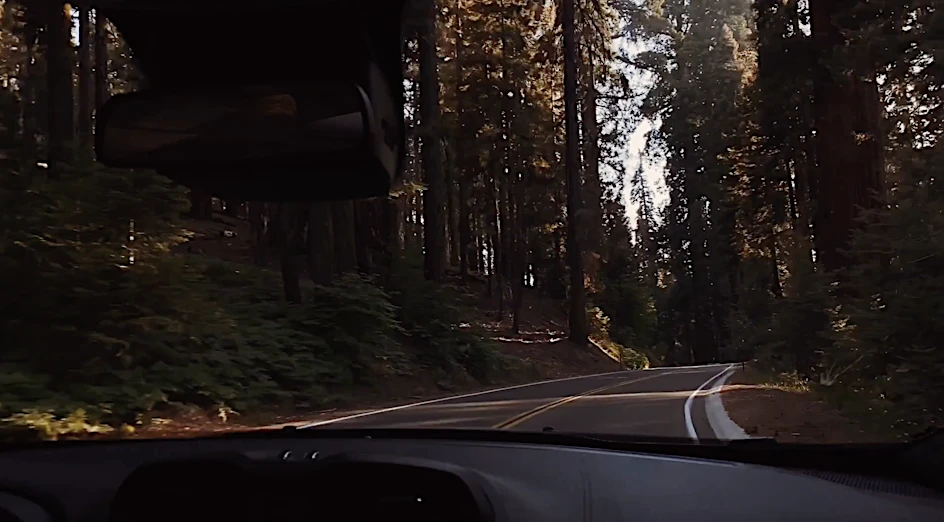 Car driving on a winding road through a dense forest with tall trees and lush greenery, captured from the car's interior view.