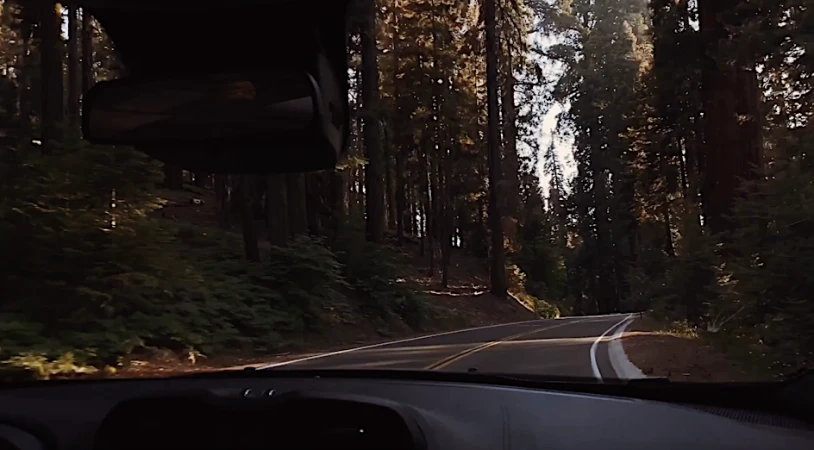 Car driving on a winding road through a dense forest with tall trees and lush greenery, captured from the car's interior view.