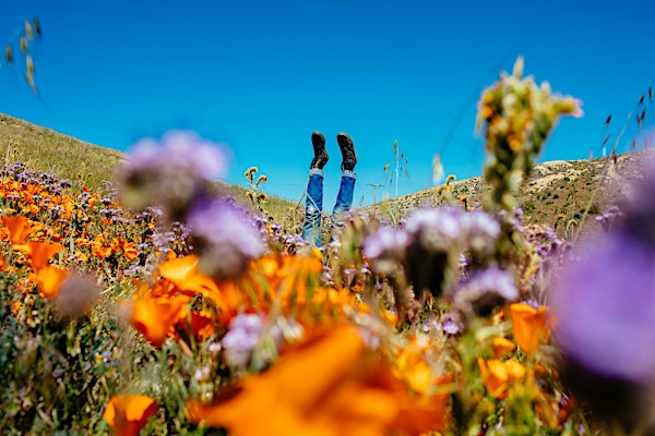 Person's legs and feet sticking out from a field of orange and purple wildflowers on a sunny day with blue sky in the background.
