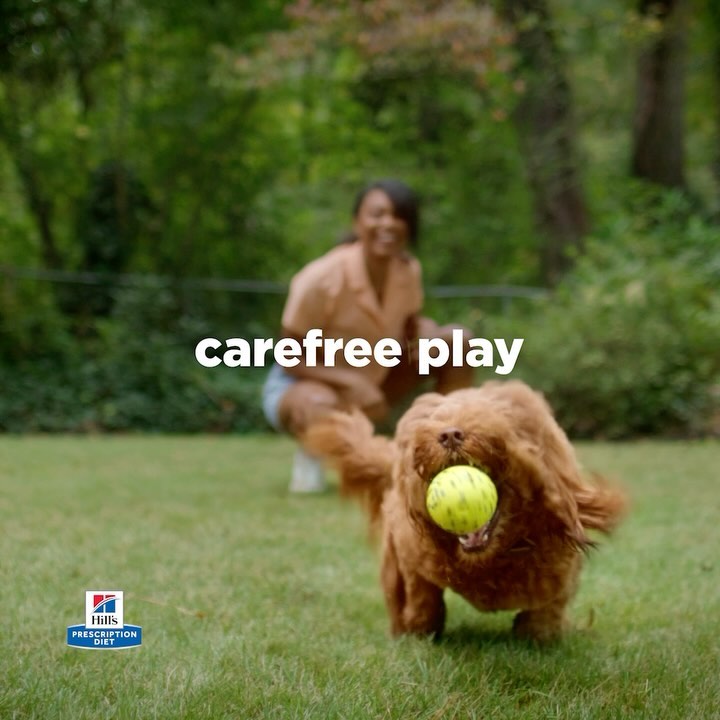 A fluffy brown dog runs on a green lawn with a tennis ball in its mouth, as a smiling woman watches in the background. Advertisement.