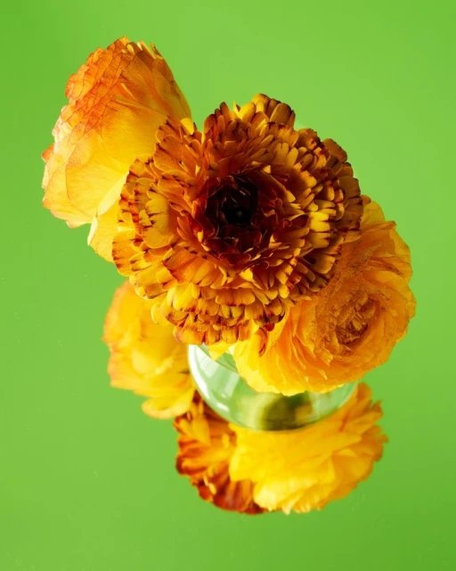 Close-up of vibrant yellow-orange Ranunculus flowers in a clear glass vase against a bright green backdrop, creating a striking floral arrangement.