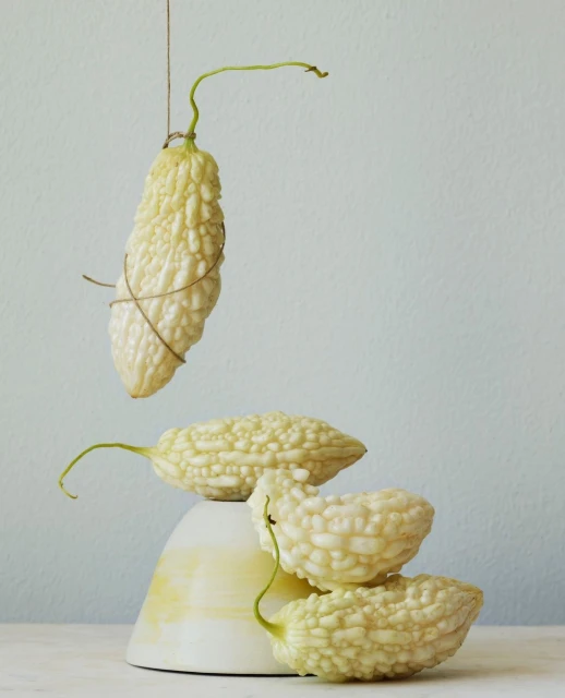 Still life of white bitter melons: one melon hangs vertically, while others rest on a modern sculptural pedestal against a light blue background.