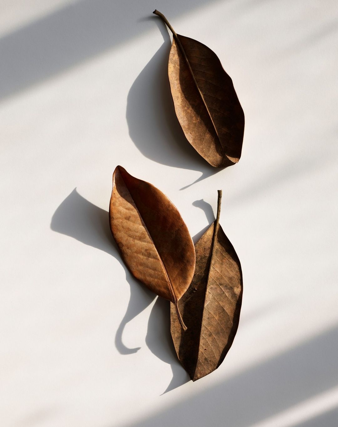 Three dried leaves are arranged on a white surface, lit by natural light casting shadows, creating a minimalist, autumnal still life.
