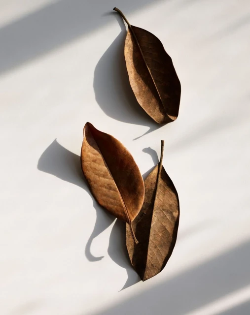 Three dried leaves are arranged on a white surface, lit by natural light casting shadows, creating a minimalist, autumnal still life.