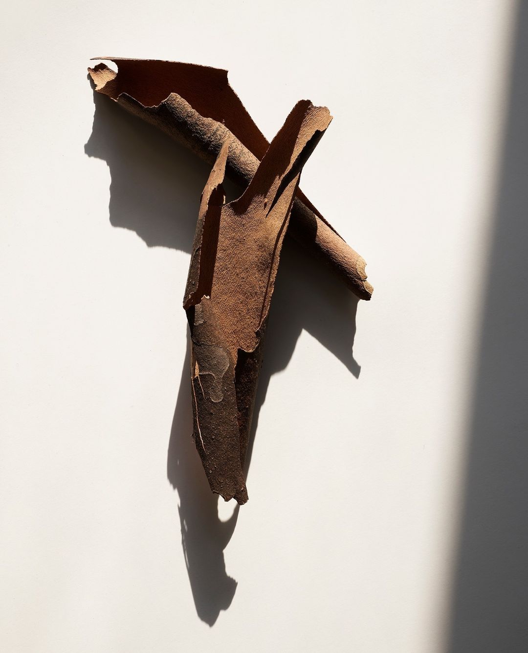 Close-up of a textured brown tree bark fragment against a white background, casting a strong shadow with natural light creating depth.