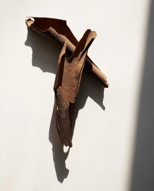 Close-up of a textured brown tree bark fragment against a white background, casting a strong shadow with natural light creating depth.