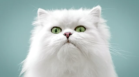 Close-up studio shot of a fluffy white Persian cat with green eyes against a light blue background, looking upward with its head tilted.