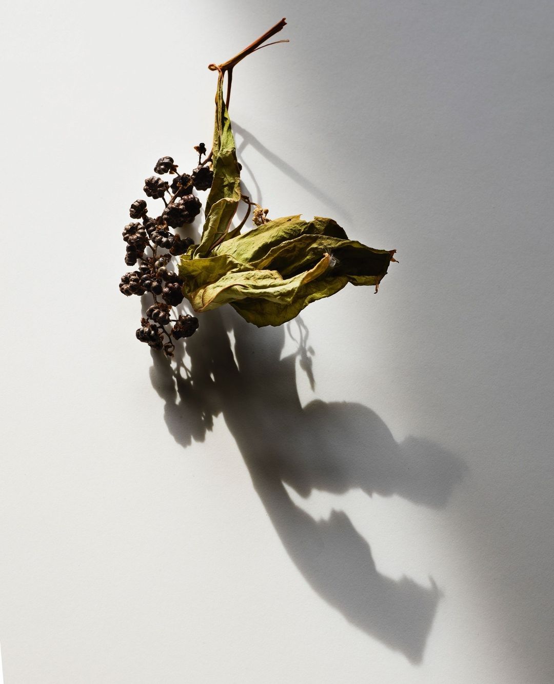 Dried leaf and dark berries hanging against a neutral backdrop, casting a strong shadow, highlighting textures and natural shapes.