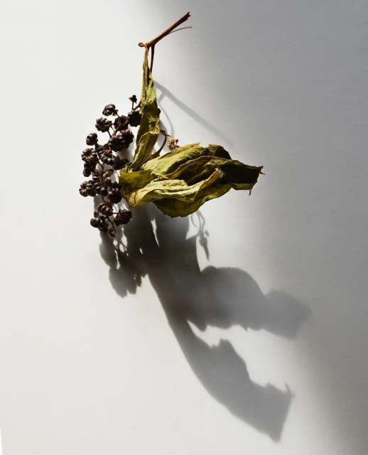 Dried leaf and dark berries hanging against a neutral backdrop, casting a strong shadow, highlighting textures and natural shapes.