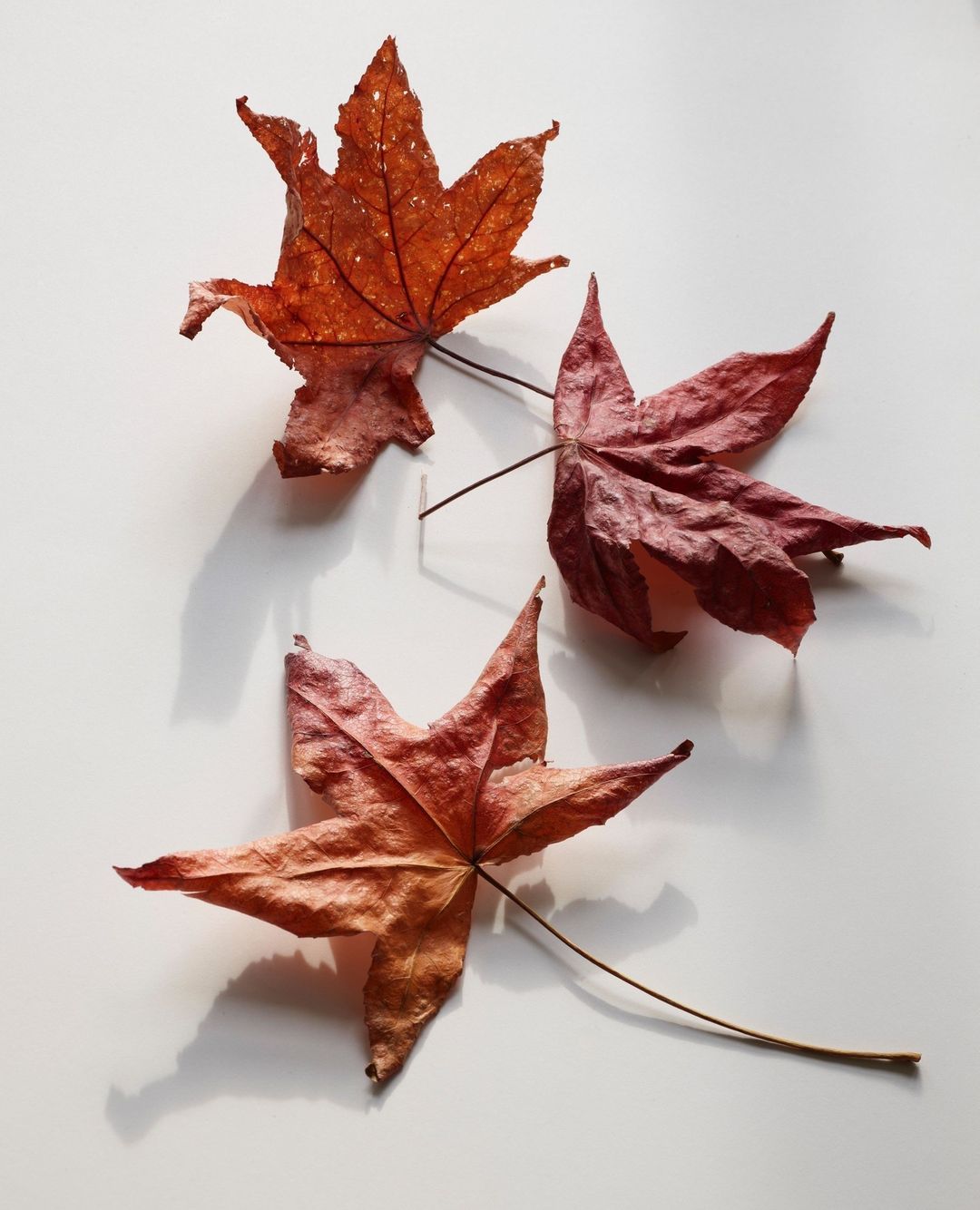 Three withered sweetgum leaves in warm colors of red, orange, and brown laying on a white surface with shadows and natural light.