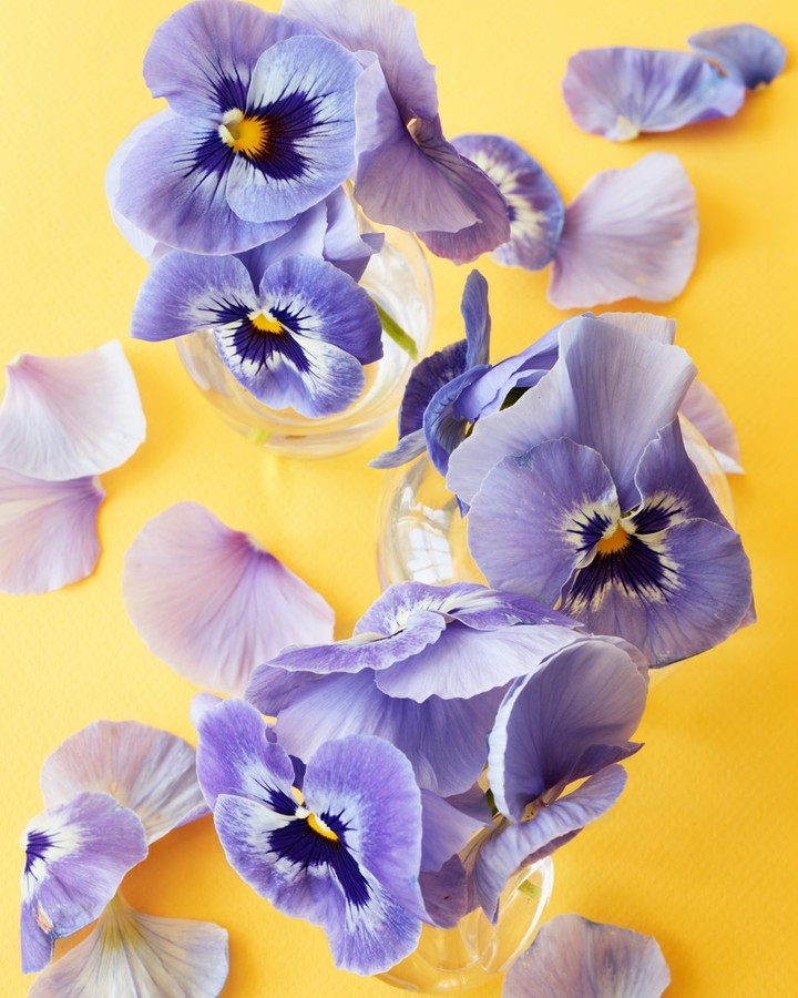 Close-up of purple and white pansies arranged in small glass vases on a bright yellow background, with scattered flower petals.