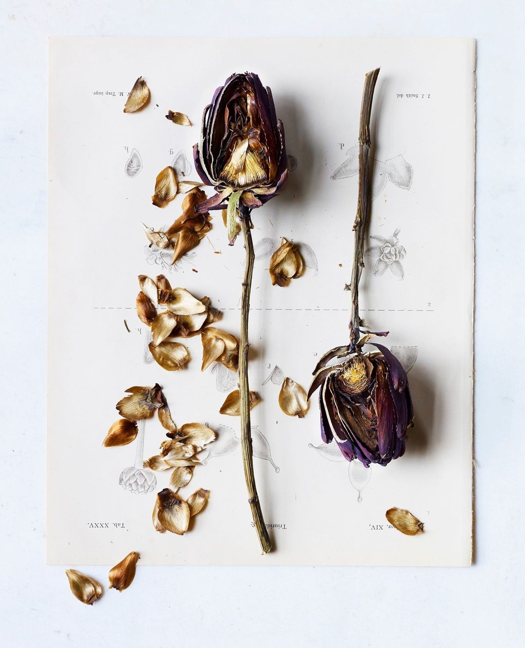 Dried purple rose flowers with seeds scattered on a vintage botanical illustration print with a white marble background in a studio setting.