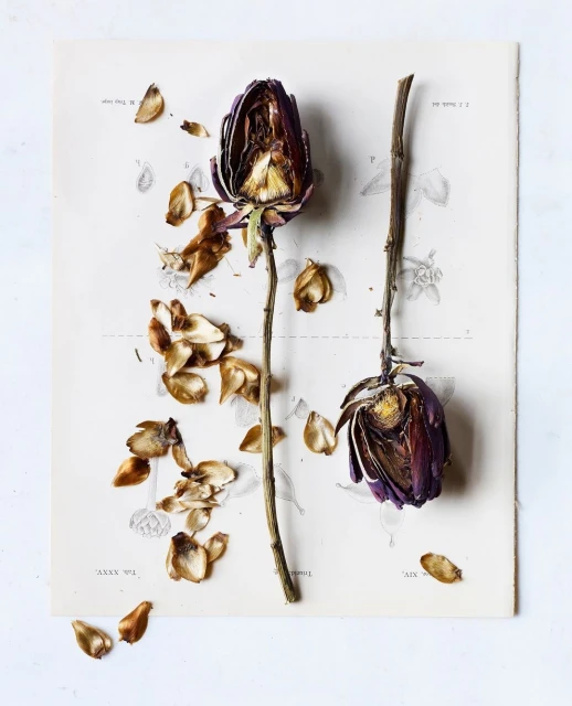 Dried purple rose flowers with seeds scattered on a vintage botanical illustration print with a white marble background in a studio setting.