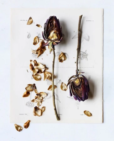 Dried purple rose flowers with seeds scattered on a vintage botanical illustration print with a white marble background in a studio setting.