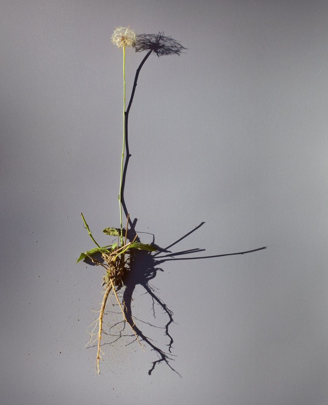 Close-up of a dandelion plant with its seed head intact, showing roots and leaves, against a plain background with a sharp shadow.