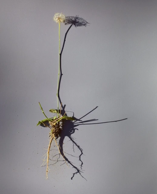 Close-up of a dandelion plant with its seed head intact, showing roots and leaves, against a plain background with a sharp shadow.