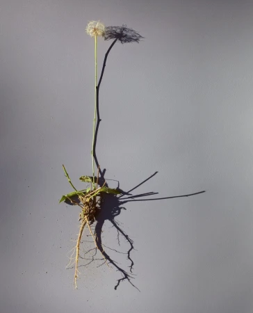 Close-up of a dandelion plant with its seed head intact, showing roots and leaves, against a plain background with a sharp shadow.