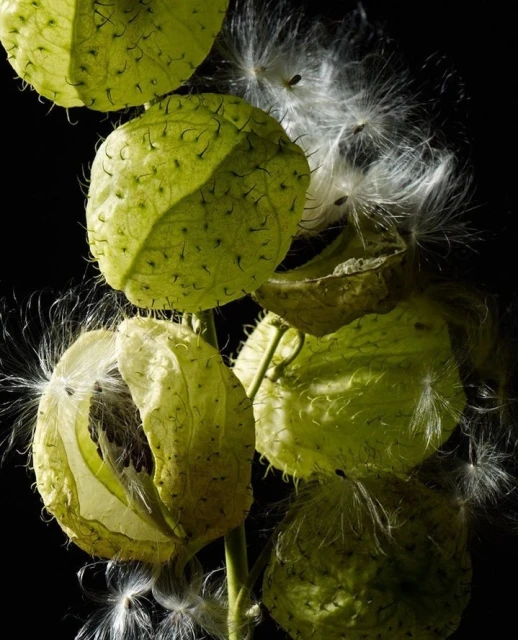 Close-up of green swan plant pods with white fluffy seeds on a dark background. Natural organic plant with small thorn-like growths.