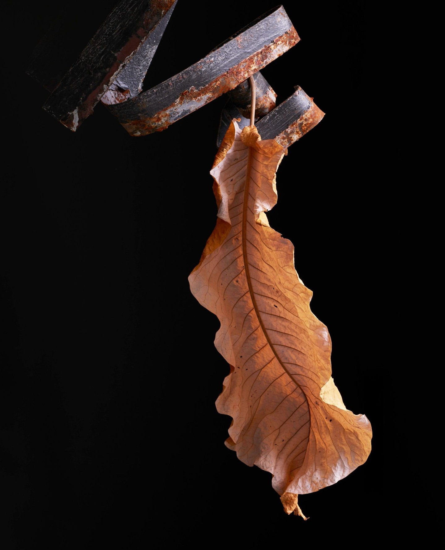 A close-up studio shot features a dry, brown leaf hanging from a rusted metal chain against a stark black backdrop, showcasing textures.