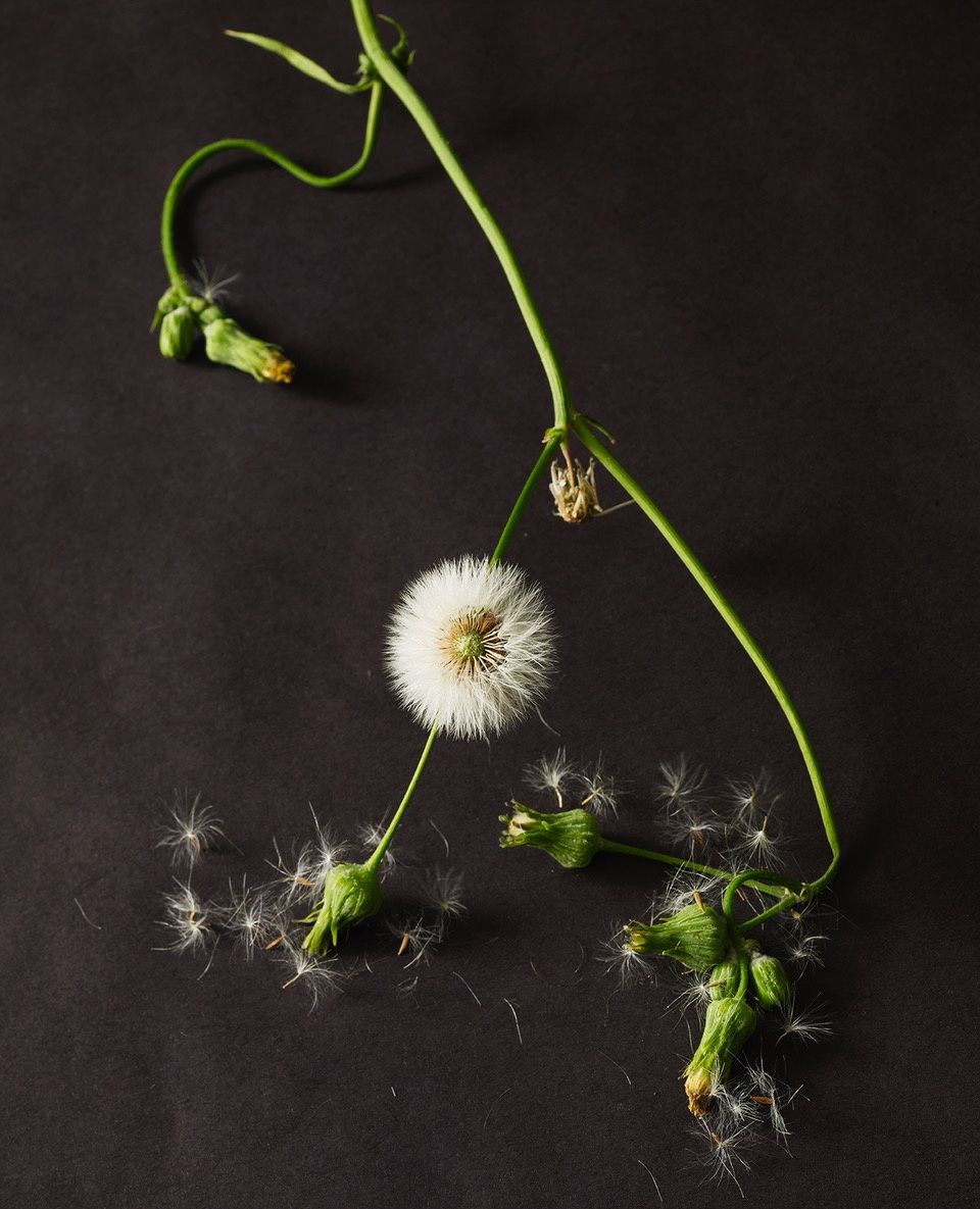 Dandelion gone to seed, its seeds scattered on a dark background. Green stems and other closed dandelions are also visible.
