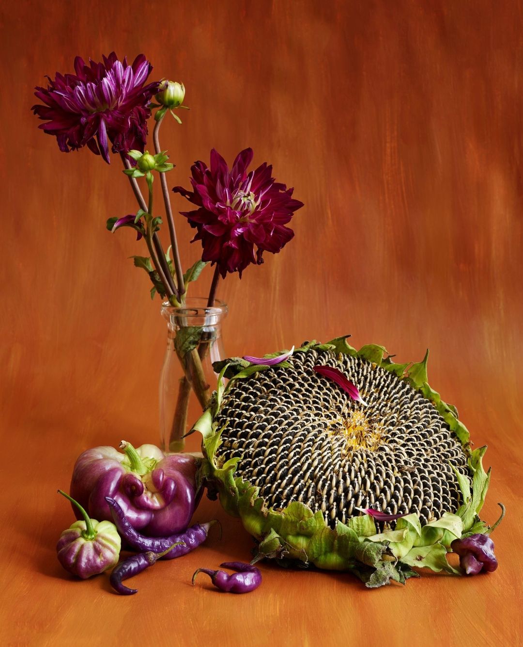 Still life featuring dahlia flowers in a glass jar, a sunflower head, and purple peppers against a textured orange background.