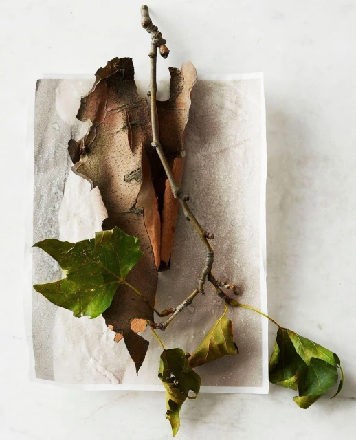 Botanical still life featuring a tree branch, bark, and green leaves on a white marble surface, presented on a transparent square.