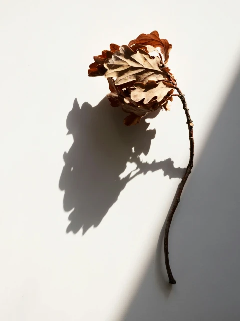 Brown dried leaf attached to a stem lying on a white surface with a soft light source casting shadows to the left side of the frame.