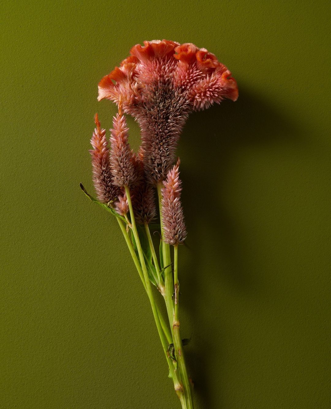 Close-up studio shot of a Celosia cristata flower with textured red petals and green stems against a solid olive green background.